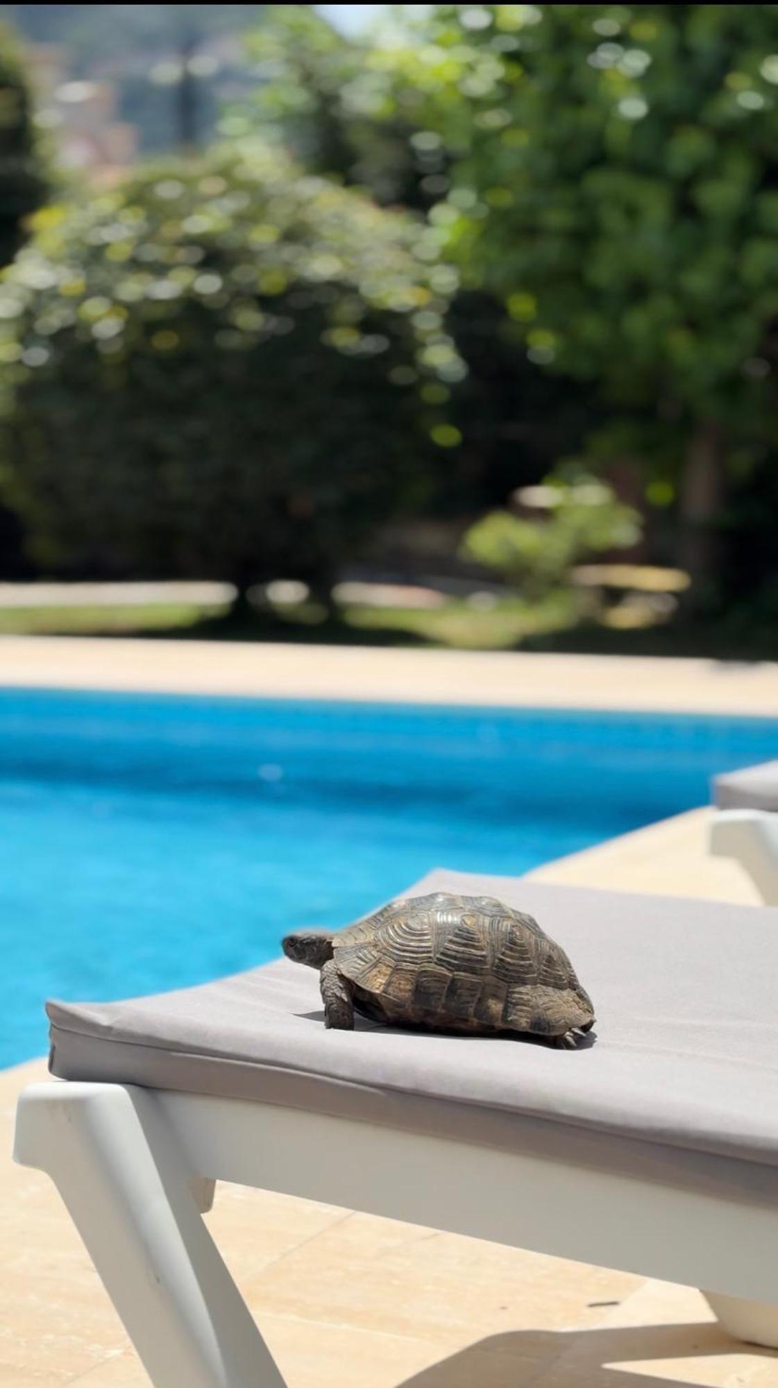 Villa Xanthos 301 Ölüdeniz Buitenkant foto